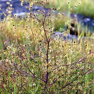 Drosera gigantea unspecified picture