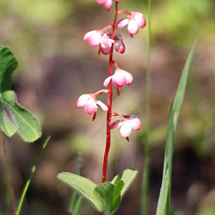 Pyrola unspecified picture