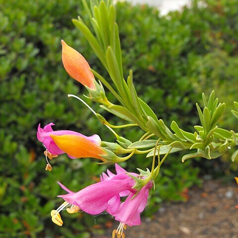 Eremophila racemosa unspecified picture