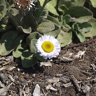 Erigeron blochmaniae unspecified picture