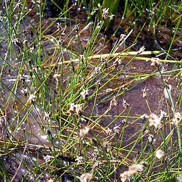 Eleocharis pachycarpa unspecified picture