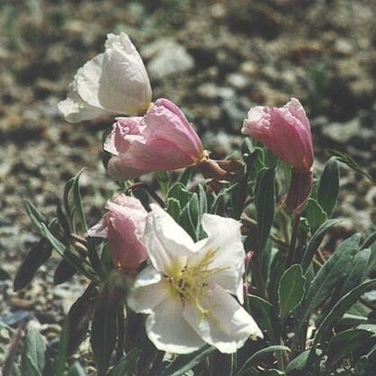 Oenothera californica unspecified picture