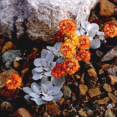 Eriogonum alpinum unspecified picture