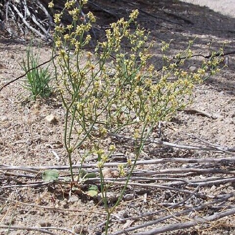 Eriogonum ampullaceum unspecified picture