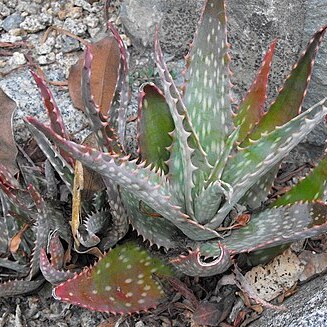 Aloe mubendiensis unspecified picture