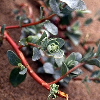 Atriplex leucophylla unspecified picture