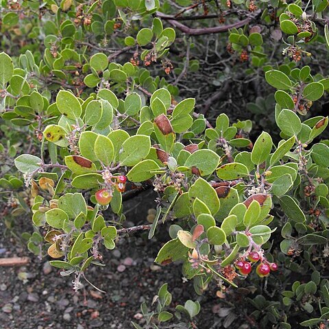 Arctostaphylos rudis unspecified picture