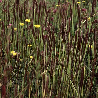 Agrostis microphylla unspecified picture