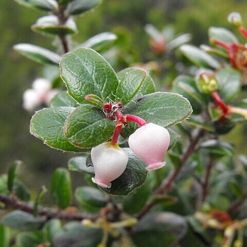 Arctostaphylos mendocinoensis unspecified picture