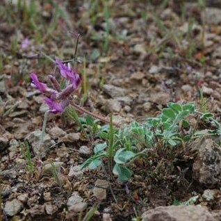 Astragalus holmgreniorum unspecified picture