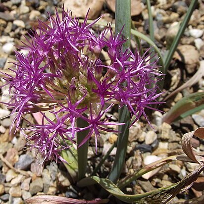 Allium platycaule unspecified picture