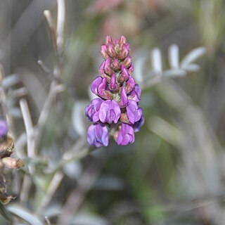 Astragalus palmeri unspecified picture