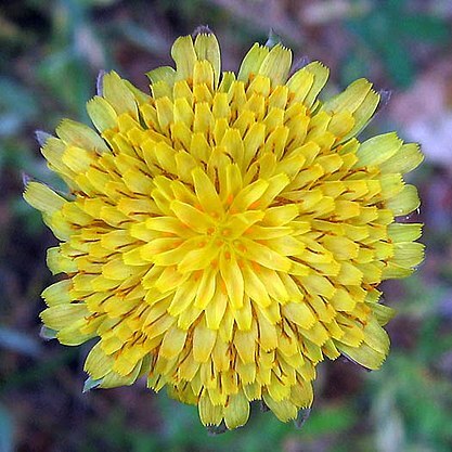 Agoseris grandiflora unspecified picture