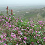 Abronia pogonantha unspecified picture