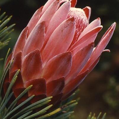 Protea aristata unspecified picture