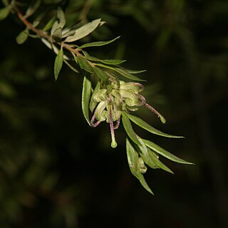 Grevillea mucronulata unspecified picture