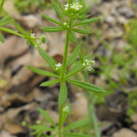 Galium catalinense unspecified picture