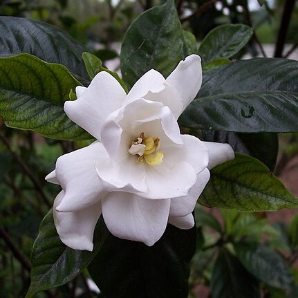 Gardenia unspecified picture