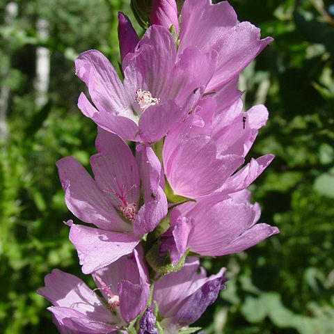 Sidalcea neomexicana unspecified picture