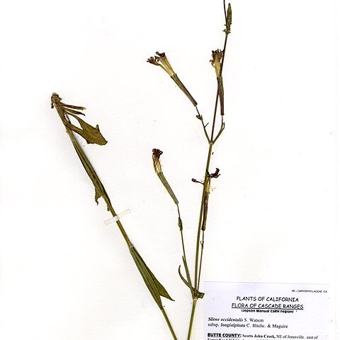 Silene occidentalis unspecified picture