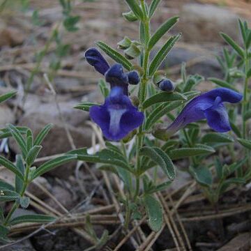 Scutellaria nana unspecified picture