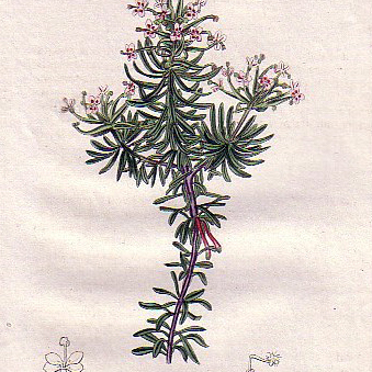 Stylidium adnatum unspecified picture