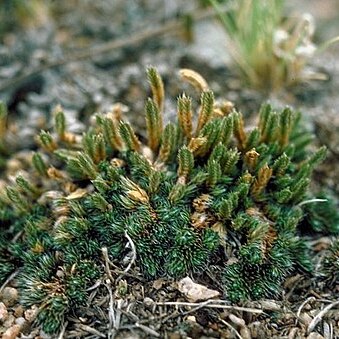 Selaginella densa unspecified picture