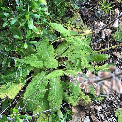 Salvia sclareoides unspecified picture