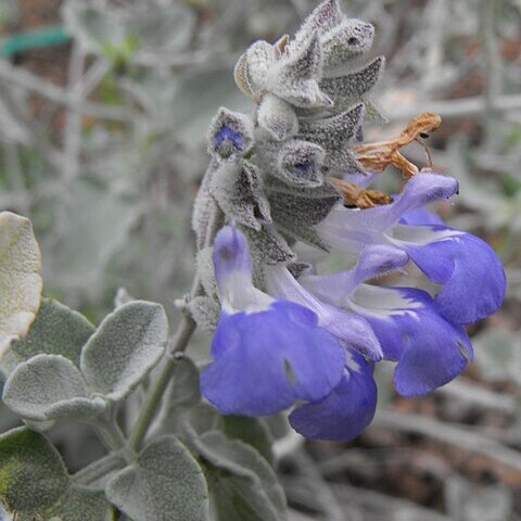 Salvia cedrosensis unspecified picture