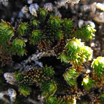 Selaginella eremophila unspecified picture