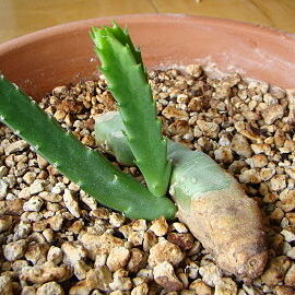 Stapelia flavopurpurea unspecified picture