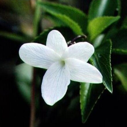 Viola oahuensis unspecified picture