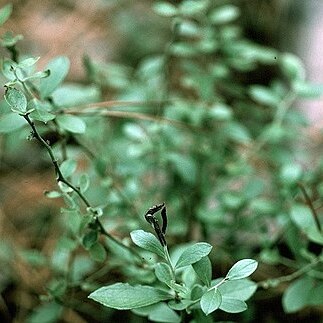 Vaccinium tenellum unspecified picture