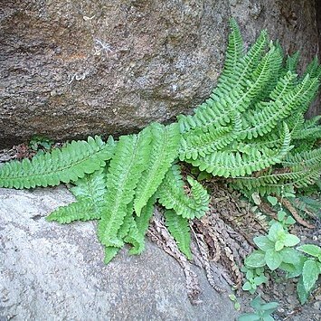 Polystichum scopulinum unspecified picture