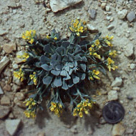 Physaria condensata unspecified picture