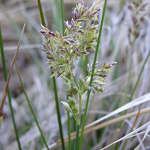 Poa atropurpurea unspecified picture