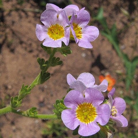 Phacelia brachyloba unspecified picture