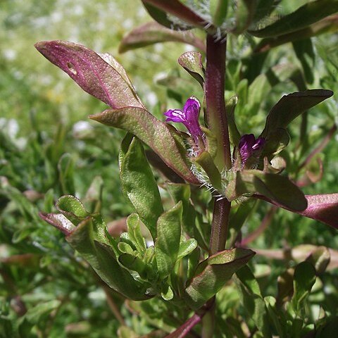 Pogogyne douglasii unspecified picture