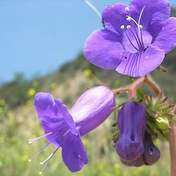 Phacelia minor unspecified picture