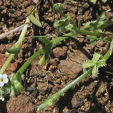 Pectocarya linearis unspecified picture