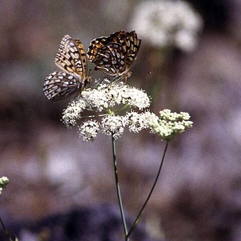 Perideridia oregana unspecified picture