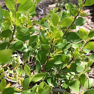 Persoonia marginata unspecified picture