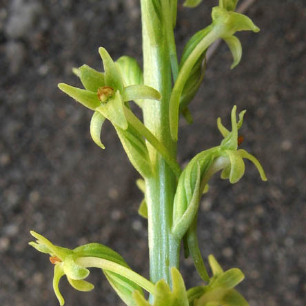 Platanthera elongata unspecified picture