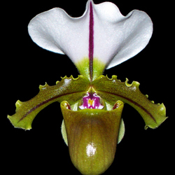 Paphiopedilum spicerianum unspecified picture