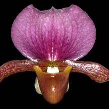 Paphiopedilum charlesworthii unspecified picture