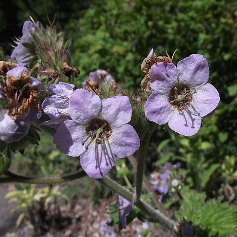 Phacelia bolanderi unspecified picture