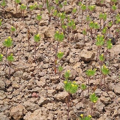 Navarretia breweri unspecified picture