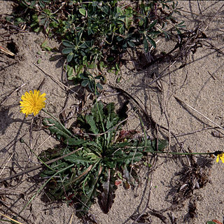 Leontodon taraxacoides unspecified picture