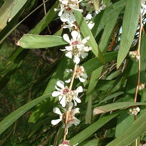 Agonis flexuosa unspecified picture