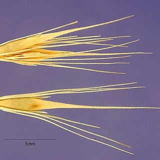 Hordeum depressum unspecified picture